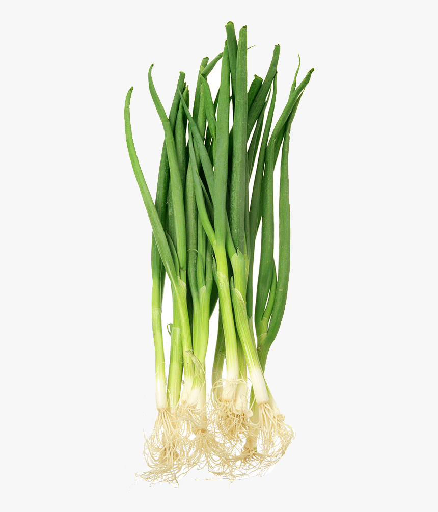 Spring Onion - Transparent Spring Onion Png, Png Download, Free Download