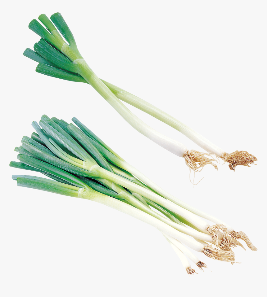 Welsh Onion, HD Png Download, Free Download