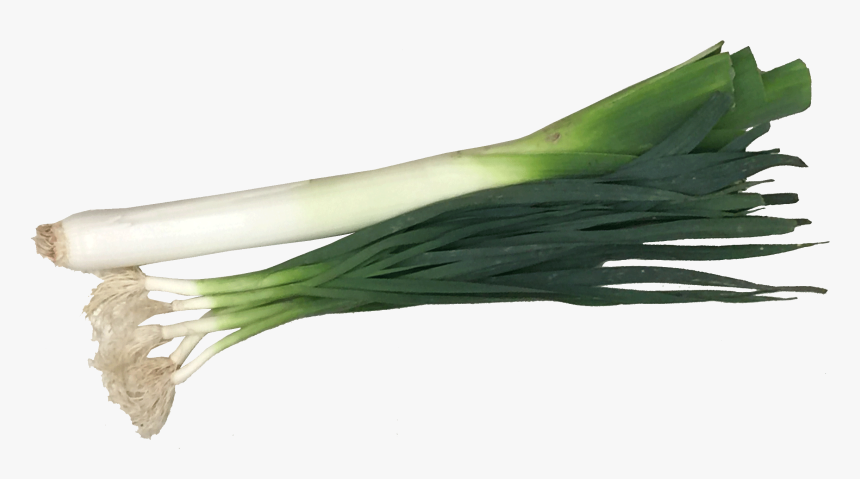 Vegetable Leek Png Clipart Background - Leek Png, Transparent Png, Free Download