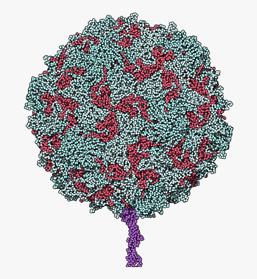 Poliovirus Binding Receptor 1dgi - Poliovirus Png, Transparent Png, Free Download