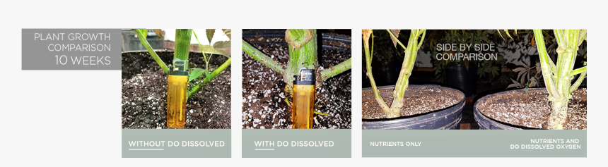 Bud Growth Dissolved Oxygen 2 Results Directoutput - Swamp Birch, HD Png Download, Free Download