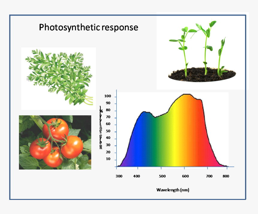 Effect Of Coloured Light On Plant Growth, HD Png Download, Free Download