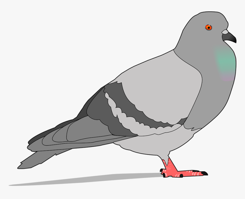 Paloma, Piedra, Gris, Sombra, Ave, Alas, Plumas - Pigeon Clipart, HD Png Download, Free Download