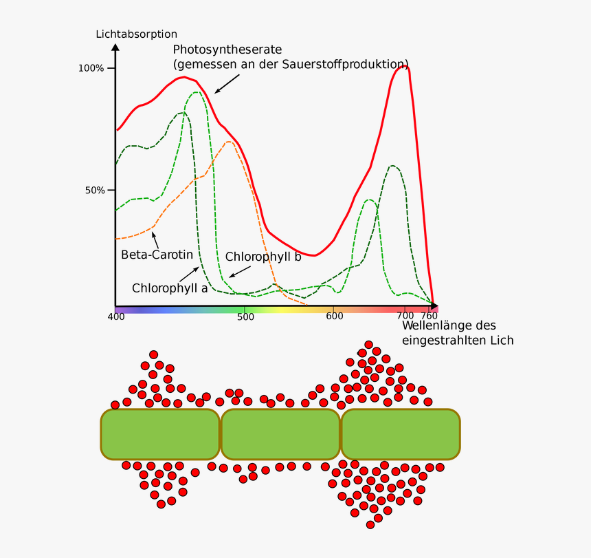 Tw Engelmann Photosynthesis Experiment, HD Png Download, Free Download