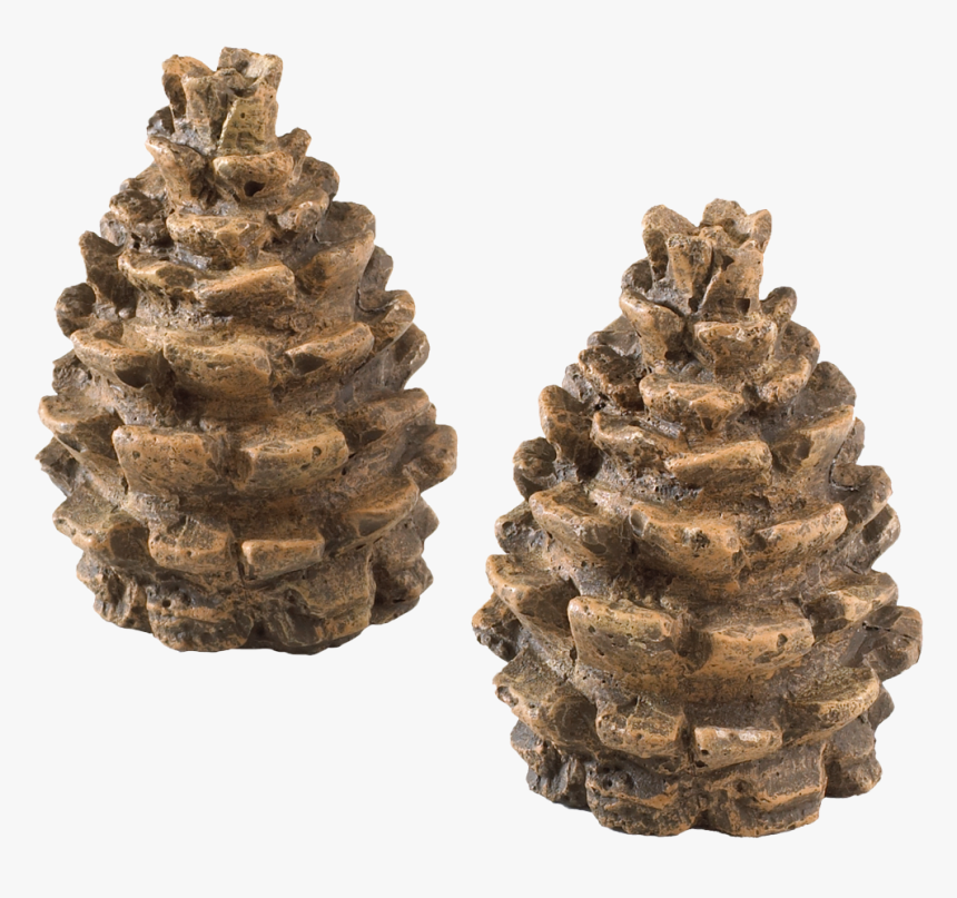 Decorative Pine Cones - Pond Pine, HD Png Download, Free Download