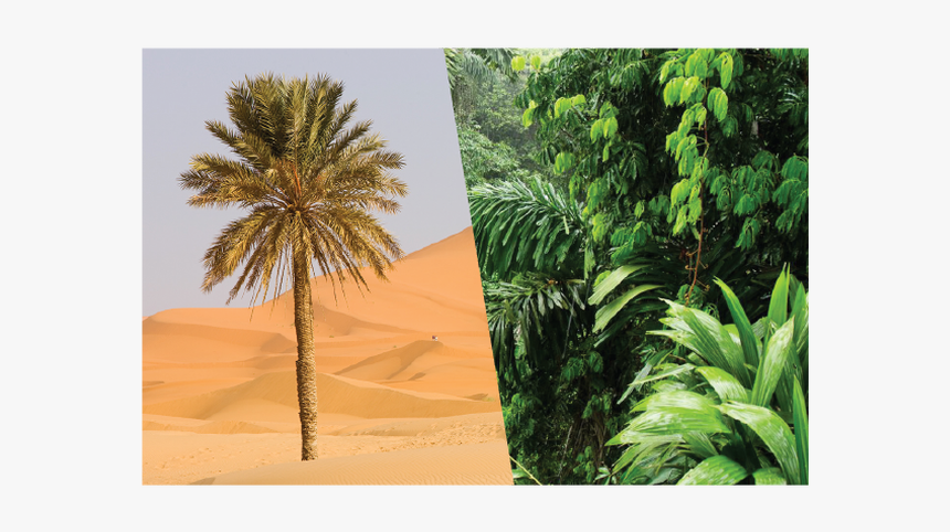 Asset 12 - Dates Tree In Desert, HD Png Download, Free Download