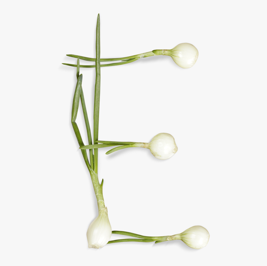 Green Onions Font Letter E - Letter E That Looks Like A Vegetable, HD Png Download, Free Download