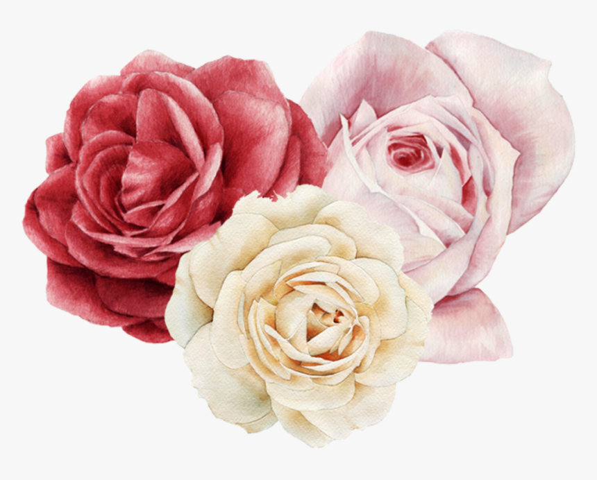 #flores #rosas - Garden Roses, HD Png Download, Free Download
