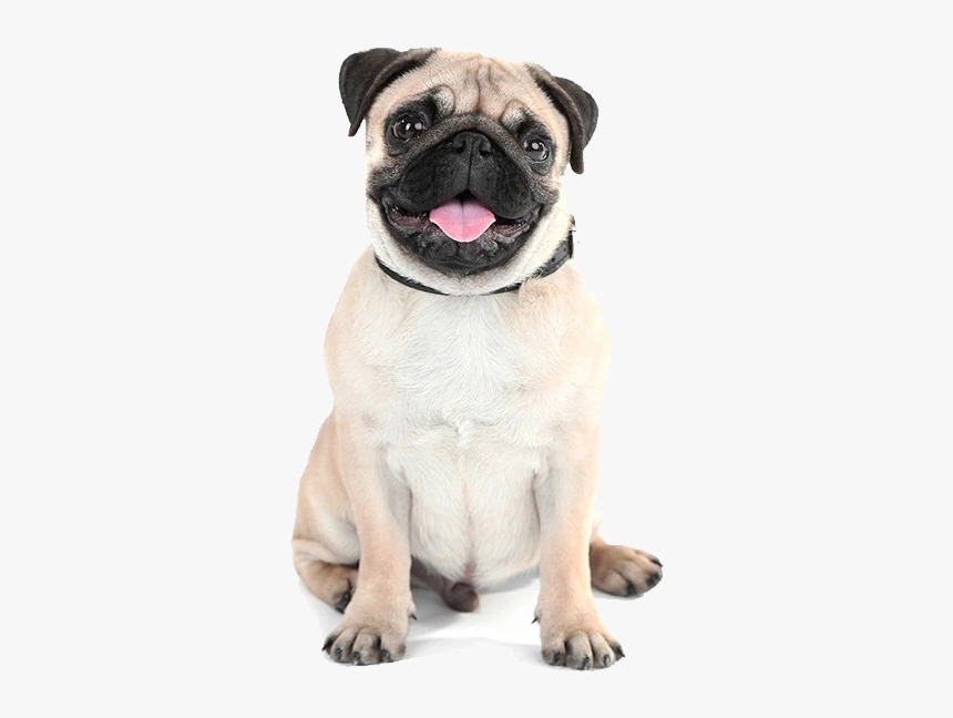 Transparent Background Pug Png, Png Download, Free Download