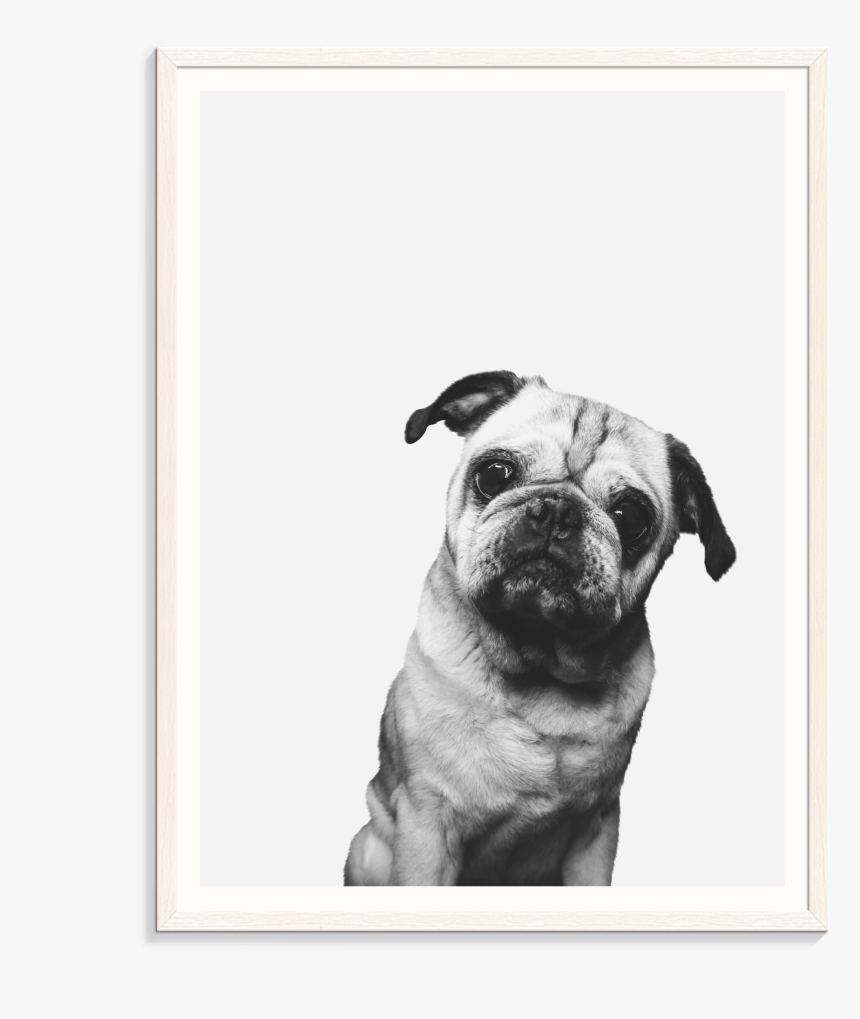 Pug, HD Png Download, Free Download