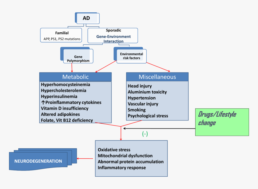 Alzheimer's Disease Treatment Mechanism, HD Png Download, Free Download