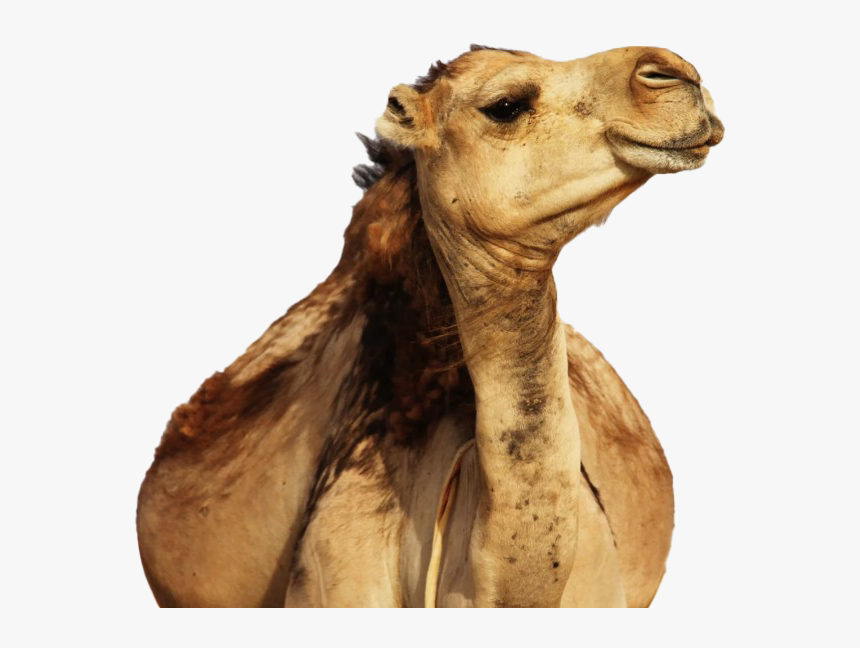 Camel Png Images Hd - Benny Mayengani 2019 Album, Transparent Png, Free Download