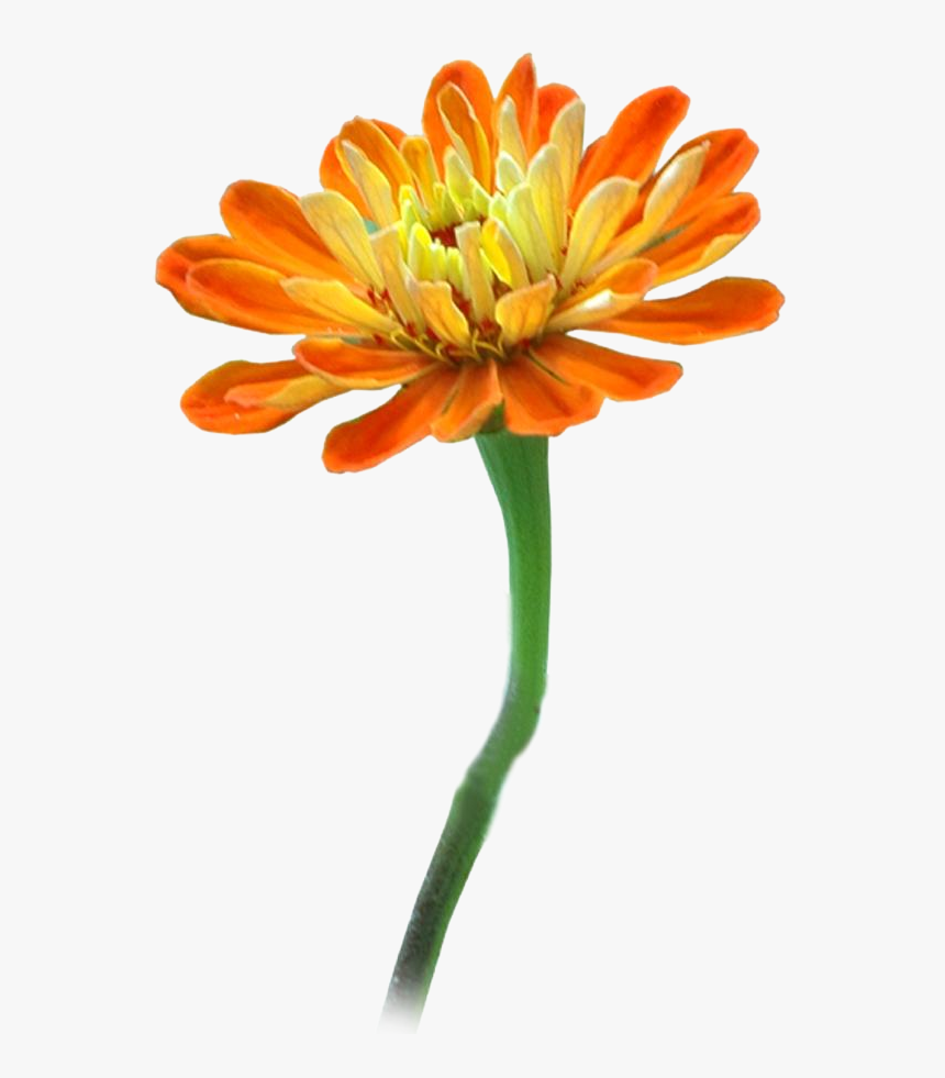 Clipart Png For Photoshop - Flowers 600 * 900, Transparent Png, Free Download