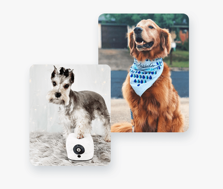 Cocker Spaniel, HD Png Download, Free Download