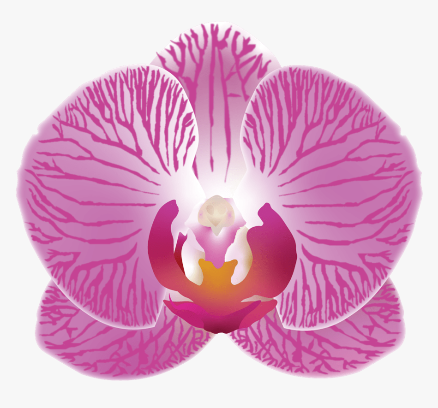 Moth Orchid, HD Png Download, Free Download