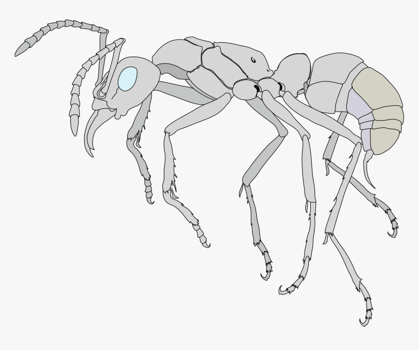 Anatomy Of An Ant, HD Png Download, Free Download