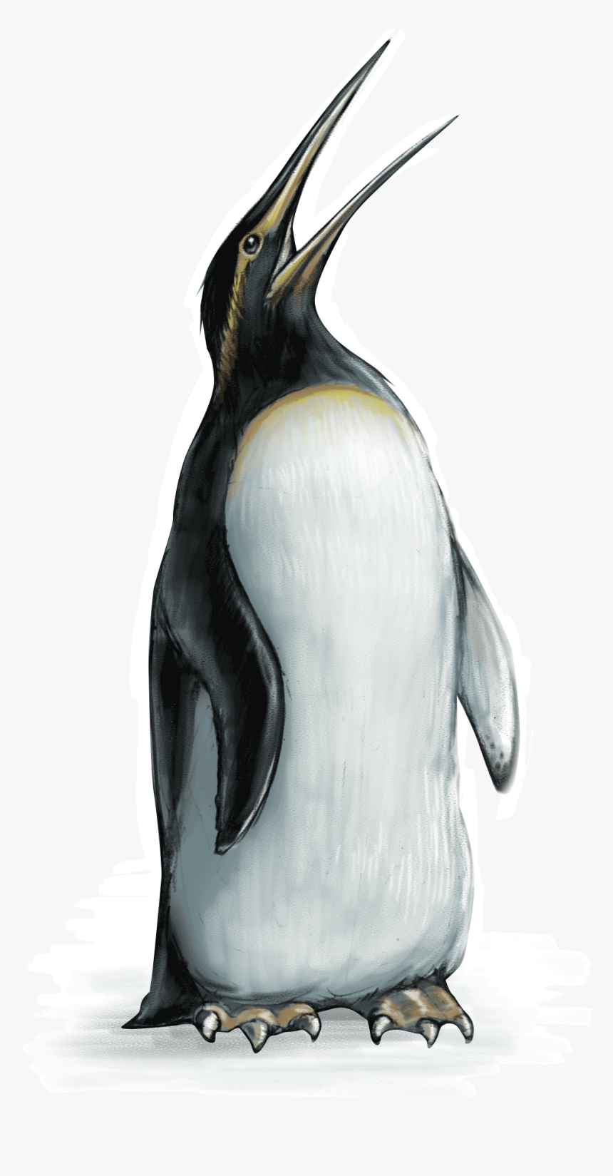 Emperor Penguin , Png Download - Emperor Penguin, Transparent Png, Free Download