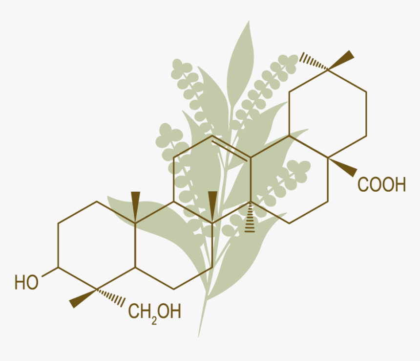 Technologyicons Quinoa - Composition - Herbaceous Plant, HD Png Download, Free Download