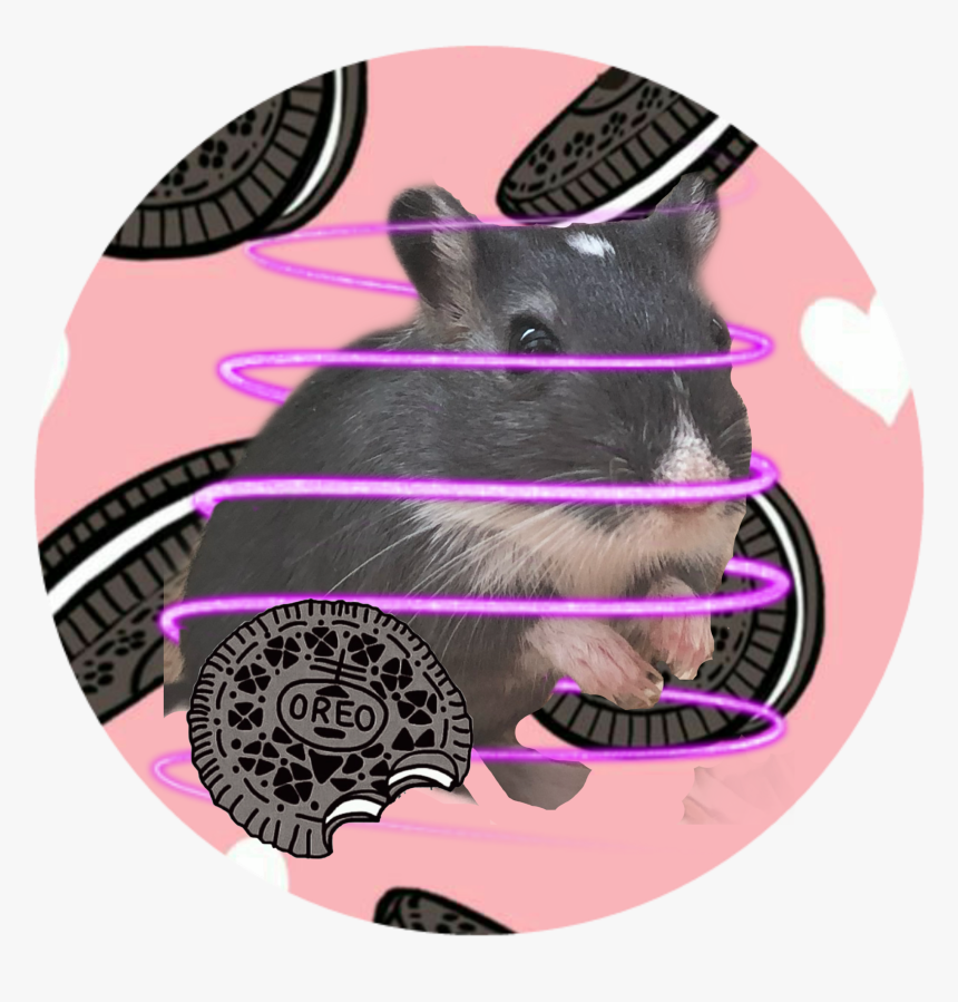 #gerbil #gerbils #pet #cute #cookie #oreo #animal #mammal - Paw, HD Png Download, Free Download