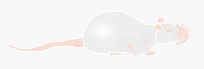 Albino, Rat, Mouse, Lab, Laboratory, Science, Red - Albino Rat Png, Transparent Png, Free Download
