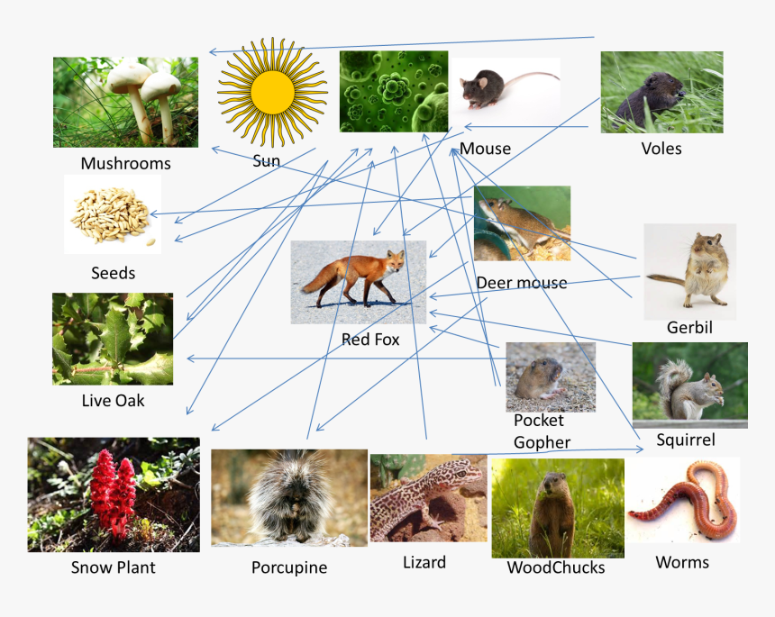 - Sierra Nevada Red Fox Food Web , Png Download - Food Web Of Sierra Nevada, Transparent Png, Free Download