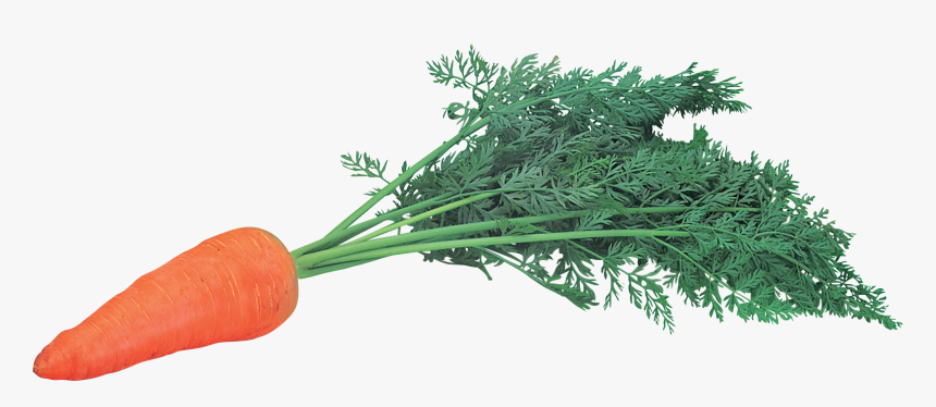 Download And Use Carrot Png Picture - Png Carrots, Transparent Png, Free Download