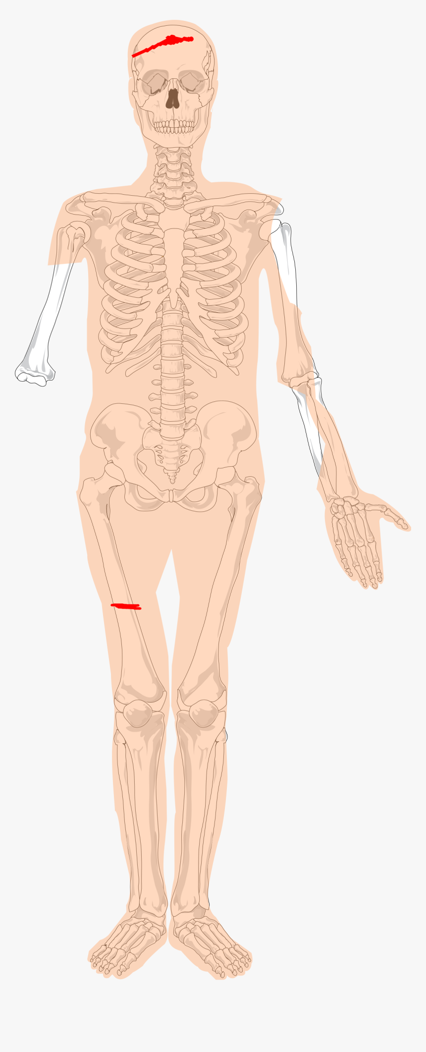 Human Skeleton, HD Png Download, Free Download