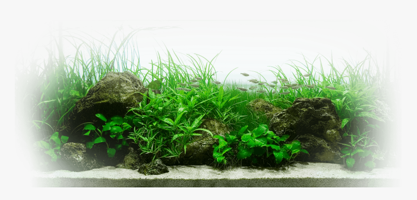 Aquarium, HD Png Download, Free Download