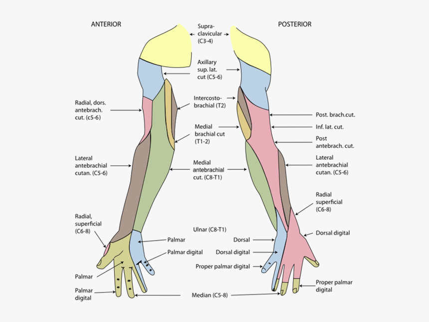 Cutaneous Innervation Of Upper Limb, HD Png Download, Free Download