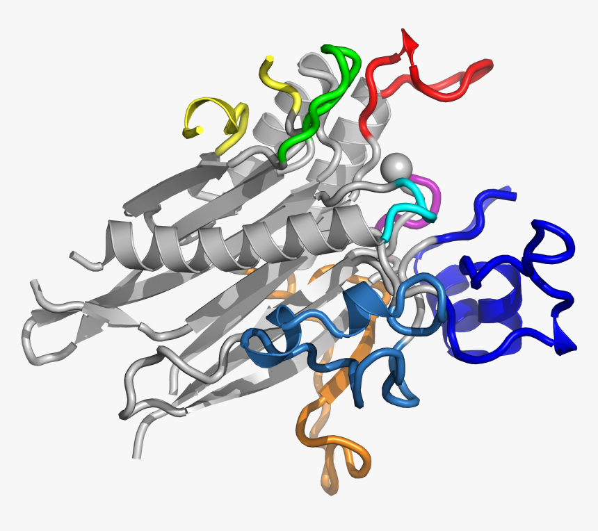 Researchers Define Structure Of Key Enzyme Implicated - Illustration, HD Png Download, Free Download