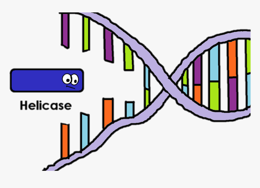 Helicase Is The Enzyme That "unzips - Helicase Clipart, HD Png Download, Free Download