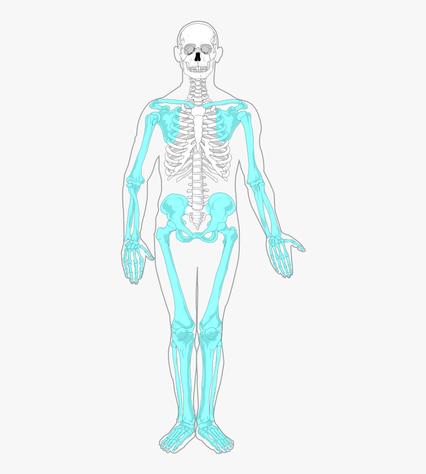 Anorexia Bone Structure, HD Png Download, Free Download