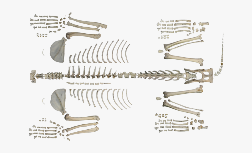 Skeleton, HD Png Download, Free Download