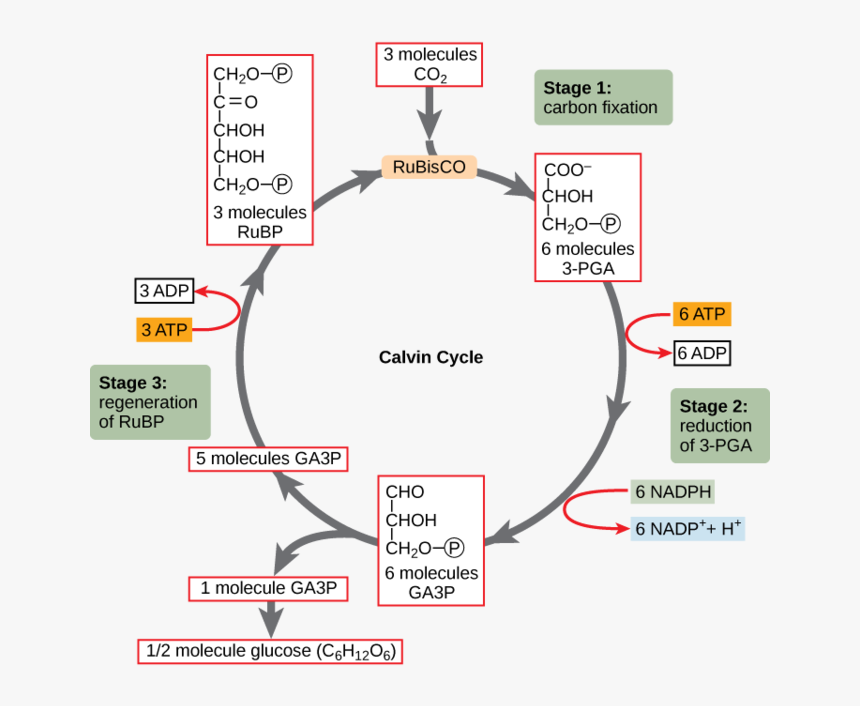 In Stage 1, The Enzyme Rubisco Incorporates Carbon - Chemical Pathway Of The Calvin Cycle, HD Png Download, Free Download