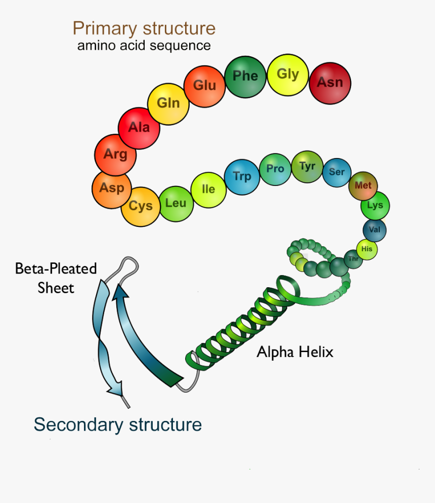 Protein Structure Clipart, HD Png Download, Free Download