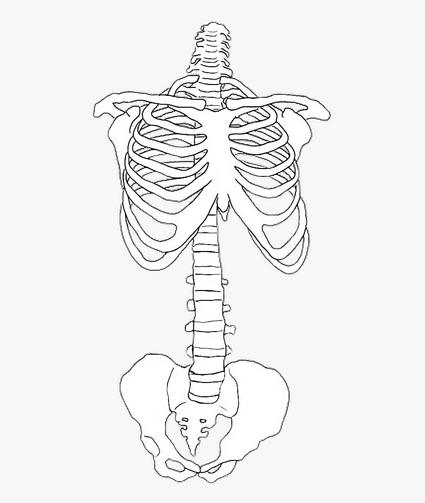 #bones #eskeleton #esqueleto #tumblr #png #lines #transparent - Skeleton Drawing Reference, Png Download, Free Download