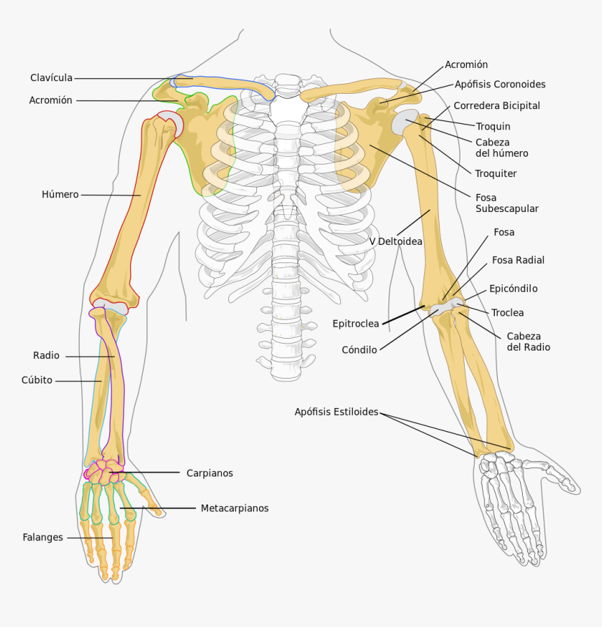 Appendicular Skeleton Arm Bones, HD Png Download, Free Download