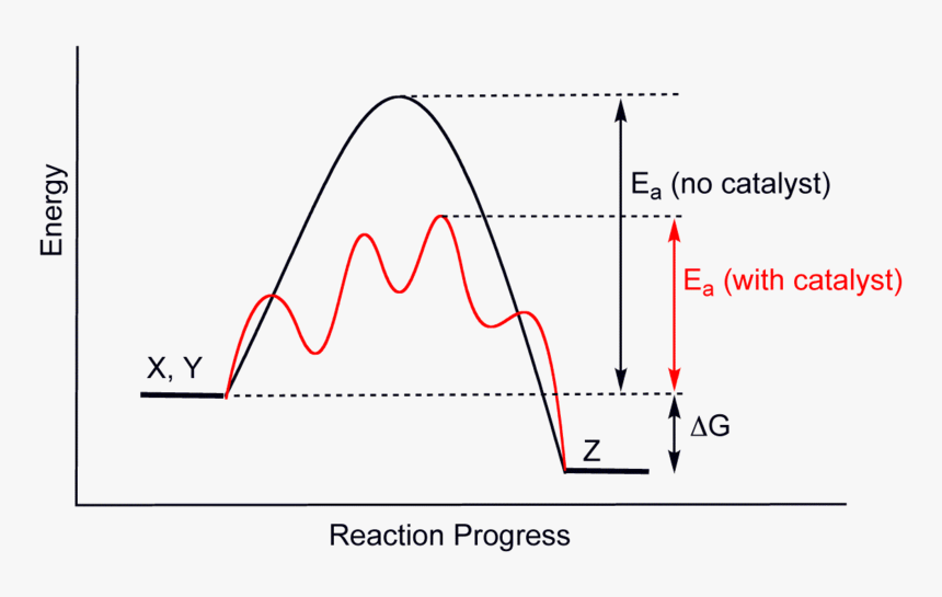 Difference Between Catalyst And Enzyme Figure - Homogenous And Heterogenous Catalyst, HD Png Download, Free Download