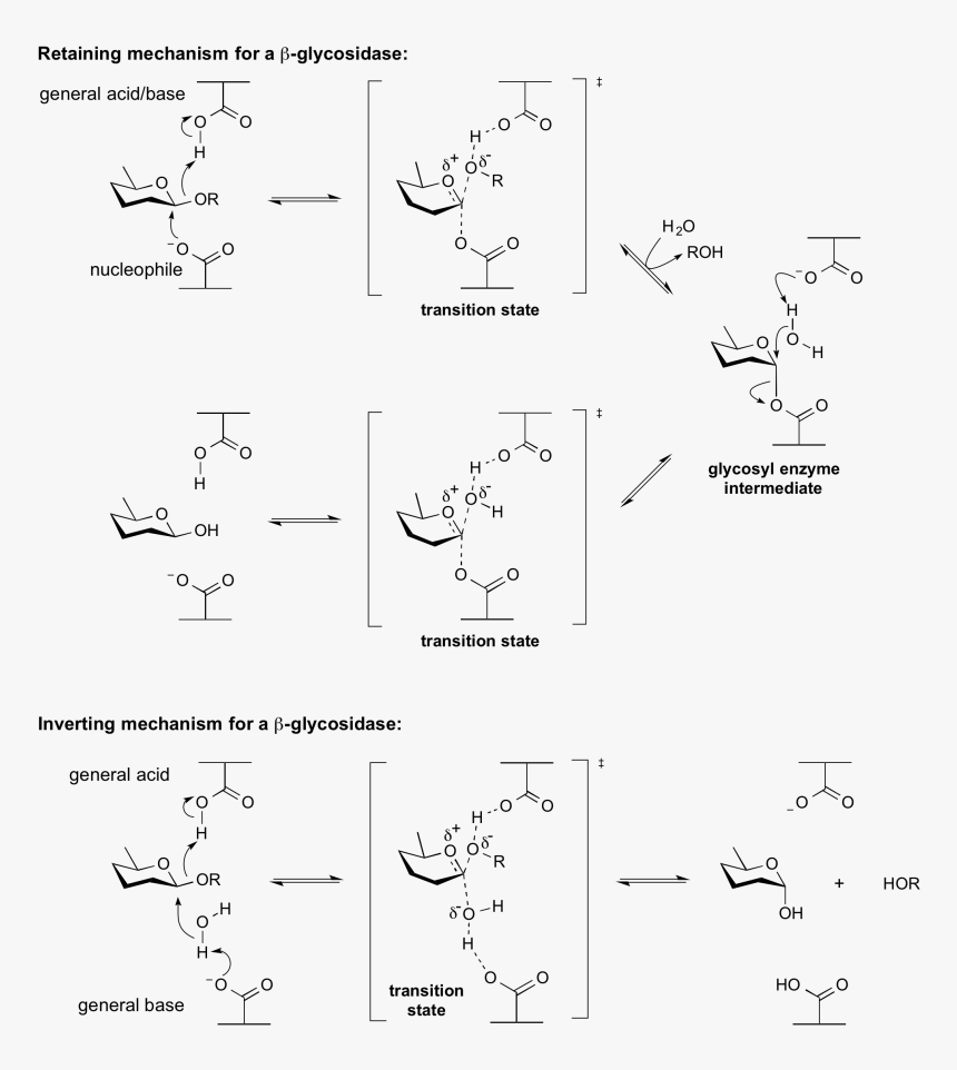 General Acid Base - General Acid Catalysis, HD Png Download, Free Download