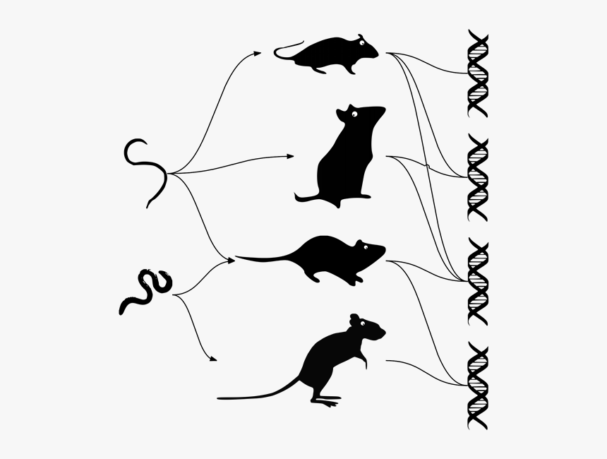 Mouse Dna Parasite Evolution - Evolution Of Parasites, HD Png Download, Free Download