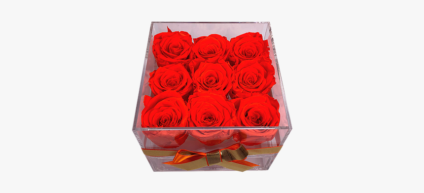 Garden Roses, HD Png Download, Free Download