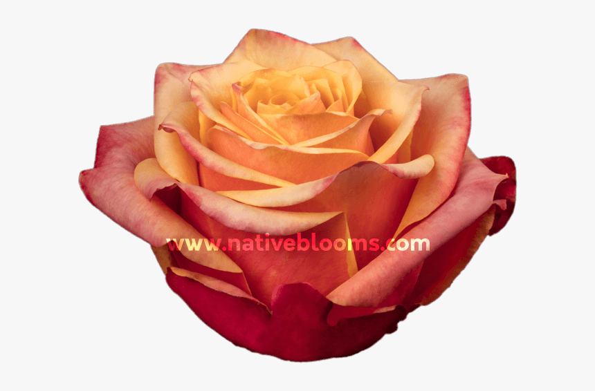 Garden Roses, HD Png Download, Free Download