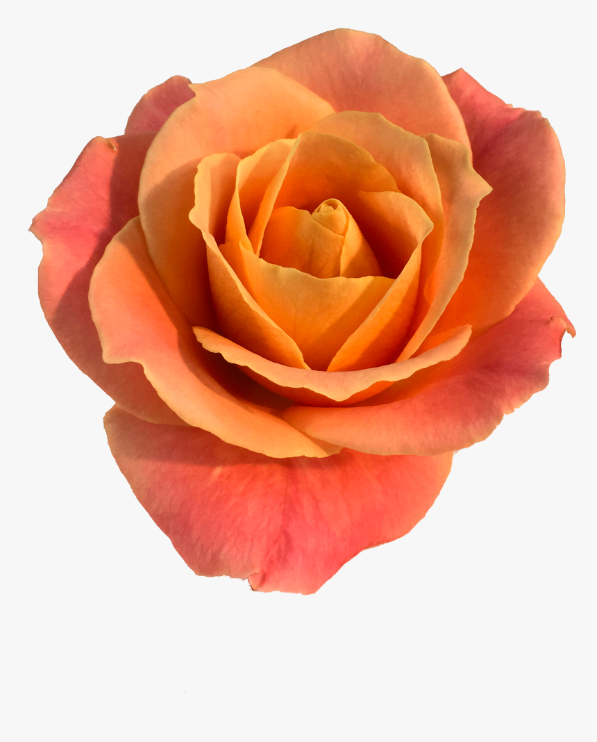 Roses In The Void By Will Gee - Garden Roses, HD Png Download, Free Download