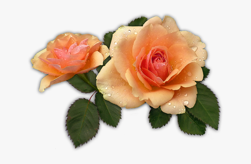 Apricot Rose Png, Transparent Png, Free Download