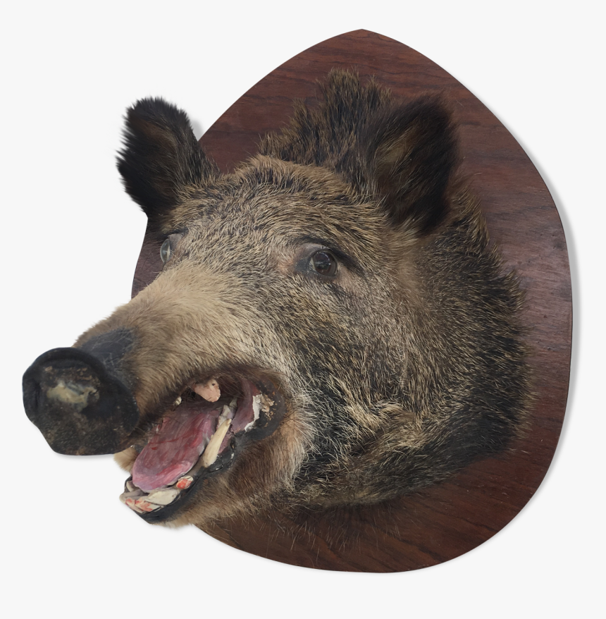 Wild Boar Trophy"
 Src="https - Domestic Pig, HD Png Download, Free Download