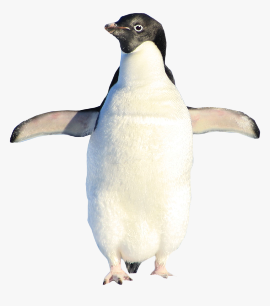 Penguin Standing Png Image Purepng Transparent - Adã©lie Penguin, Png Download, Free Download