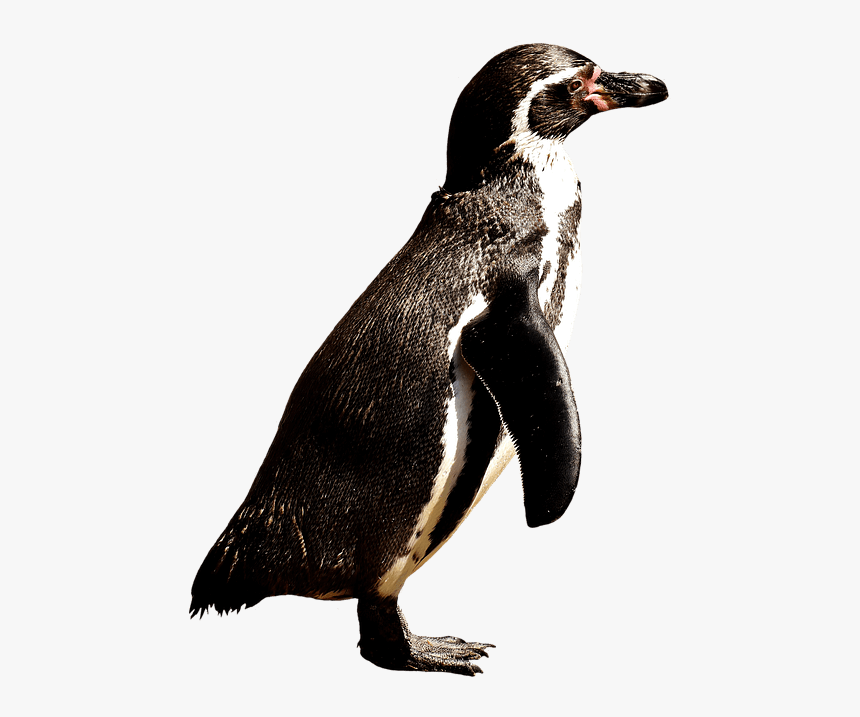 Penguin Body Parts, HD Png Download, Free Download