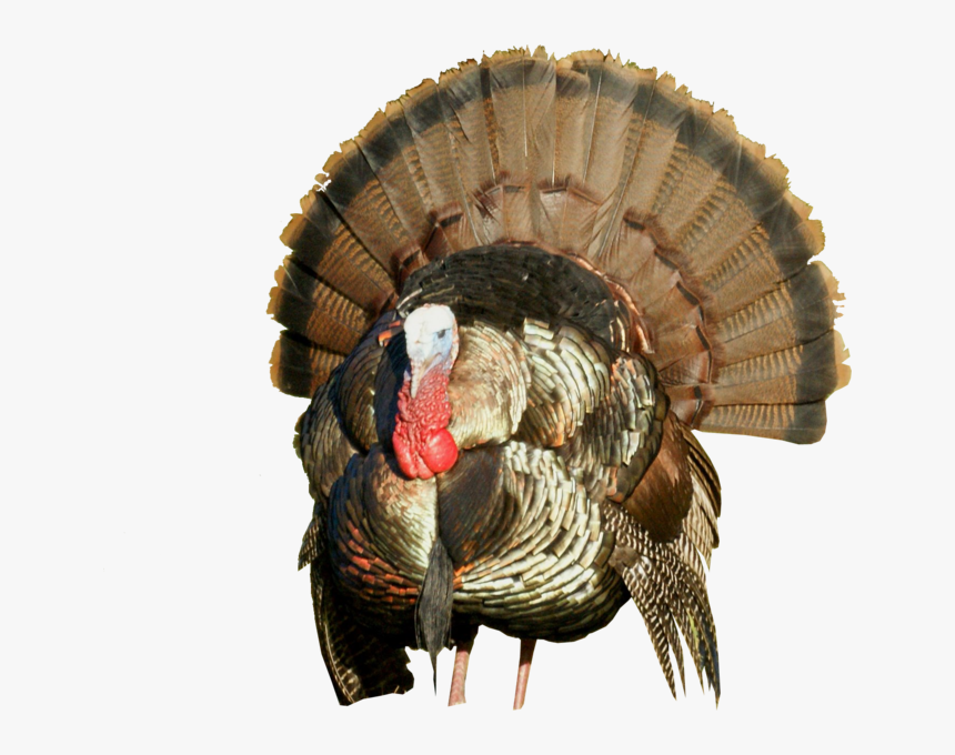 Turkey Images Hd Png, Transparent Png, Free Download