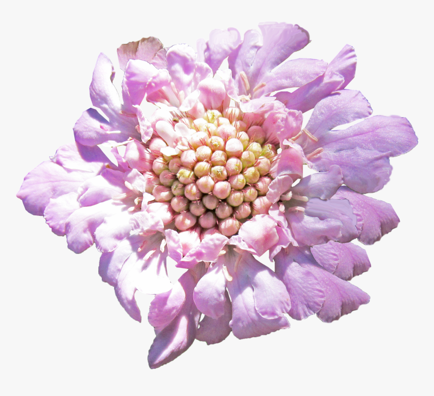 Pincushion Flower, HD Png Download, Free Download