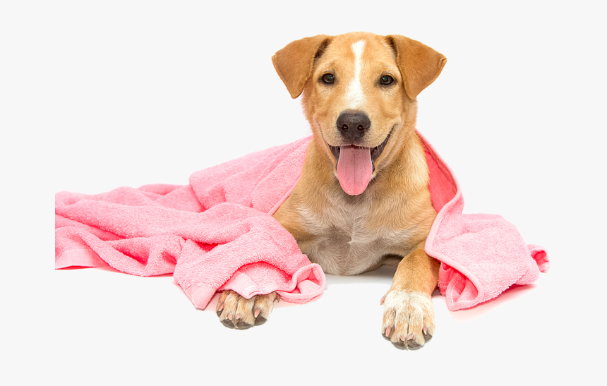 Pet Wash - Dog Bathing Png, Transparent Png, Free Download